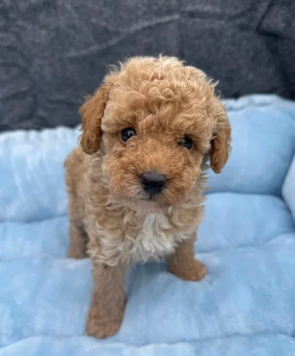 Cachorros de caniche toy 