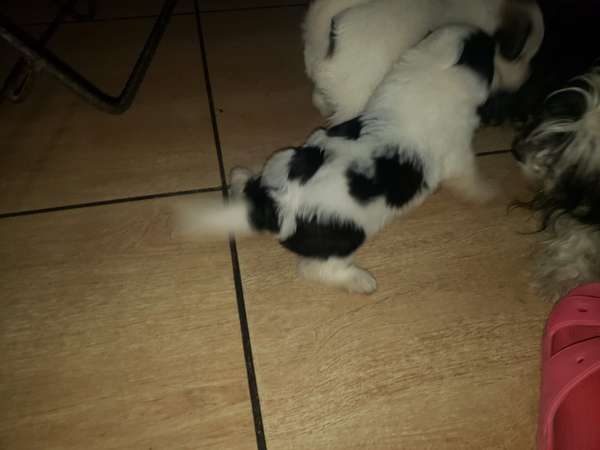 Beautiful couple malts french