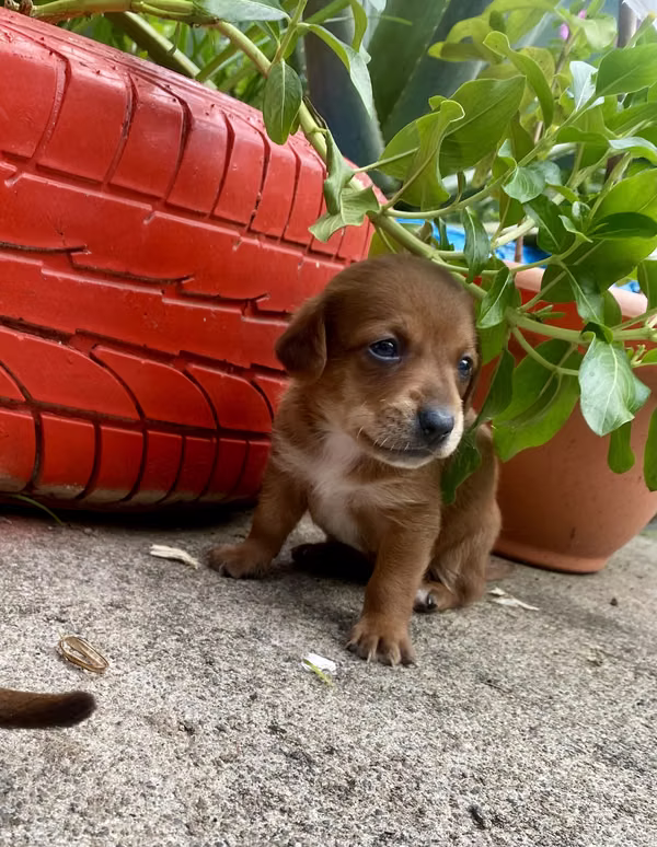 Dachshund nuts with malts