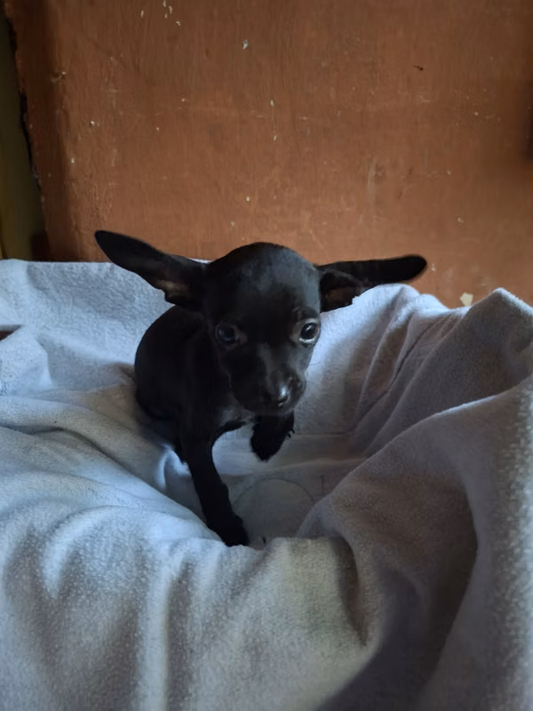 Chihuahua macho 