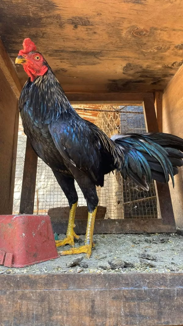 Fine rooster