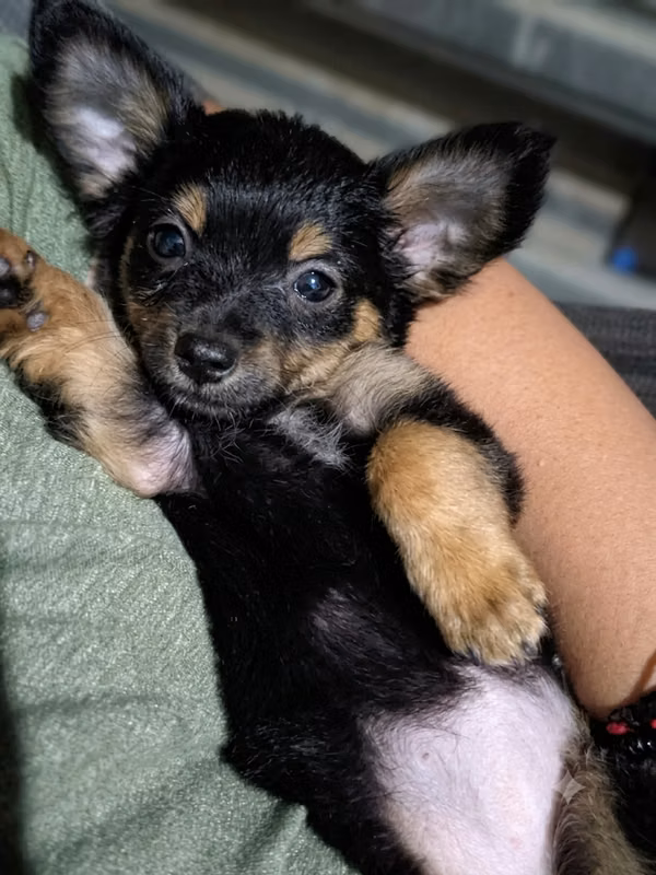 Perrita Chihuahua 