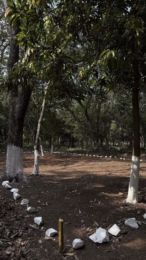 Empallised forests