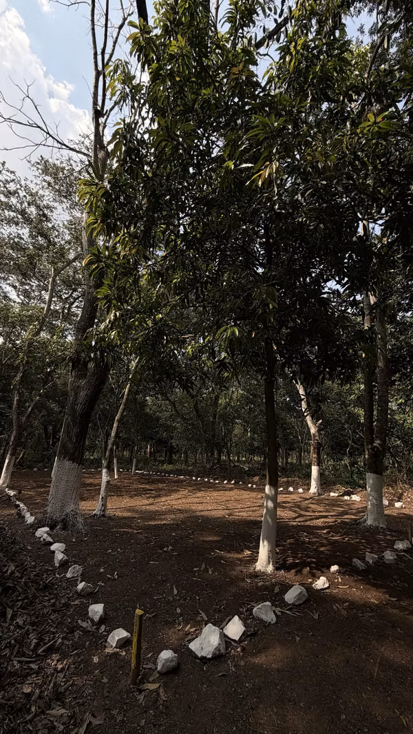 Bosques de la Empalizada