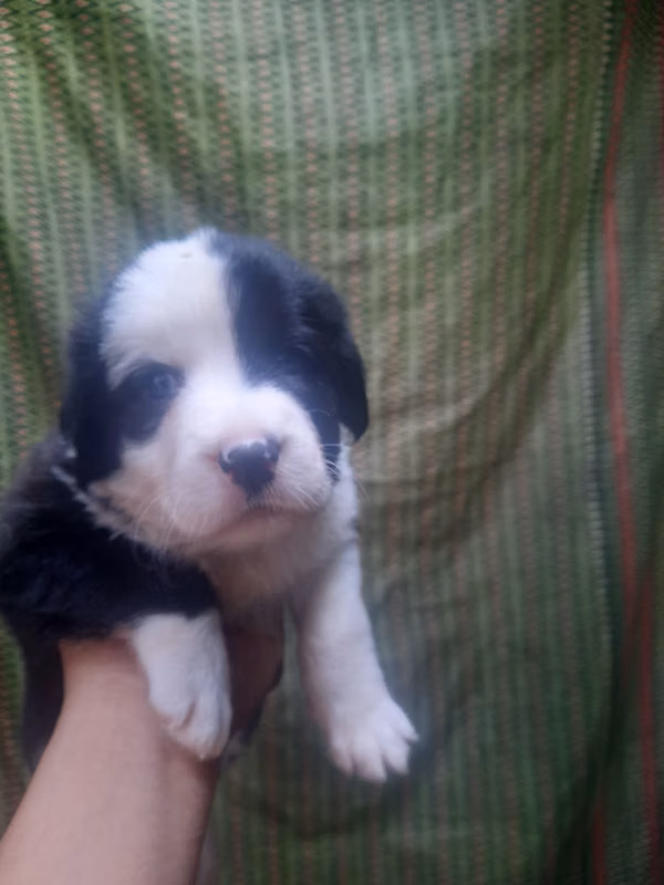 Pastor mixed cachorra with labraor