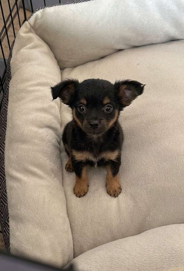 Chihuahua dog