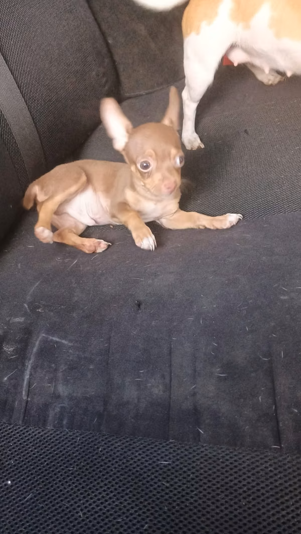 Chihuahua