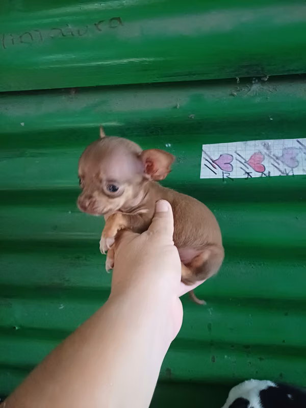 Chihuahua male pocket