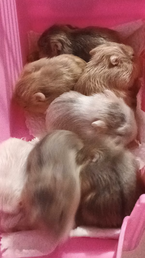 Hamster