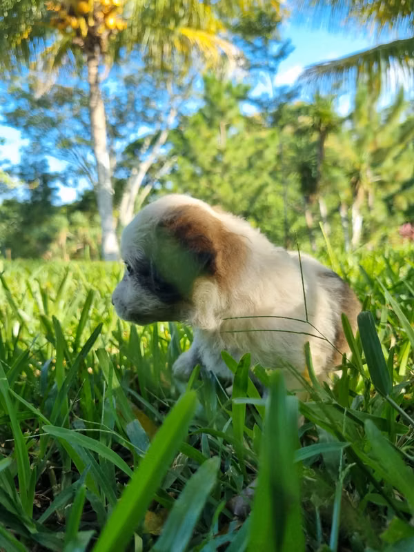 Fresh, mini