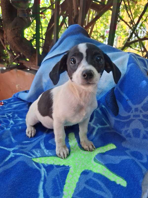Female Chihuahua