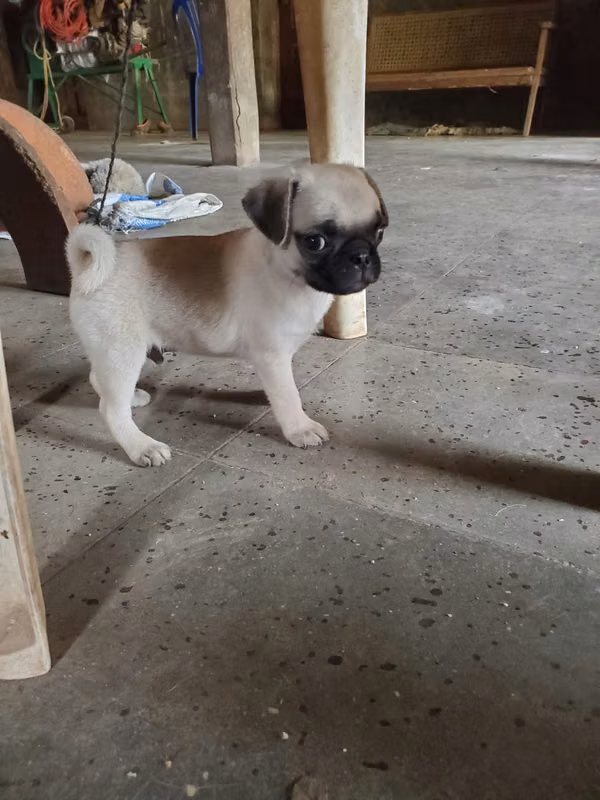 PIG MACHO dog