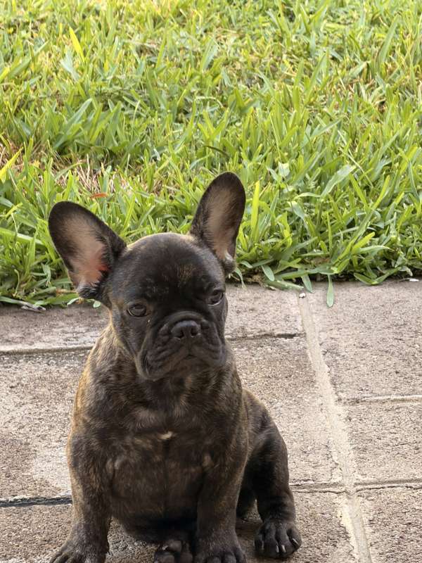 FRENCH MALE BULLDOG