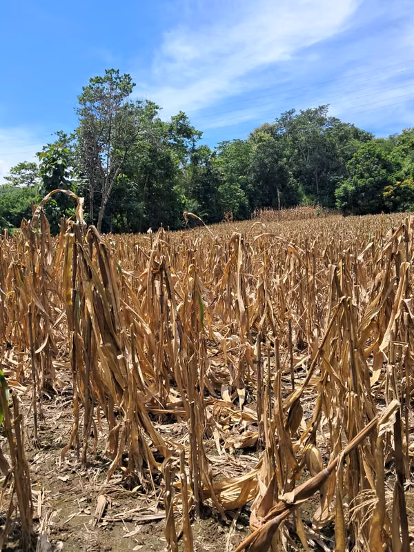 RURAL LAND IN GUAZAPA