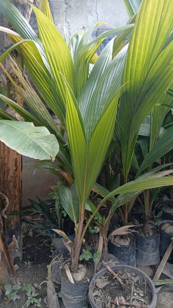 Coco Dwarf Malasino - Sanos y Fuertes ($13 c / u)