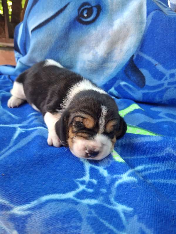 Basset hound reserva