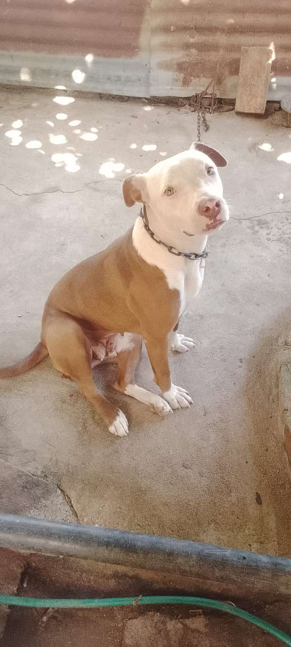 Perra pitbull 
