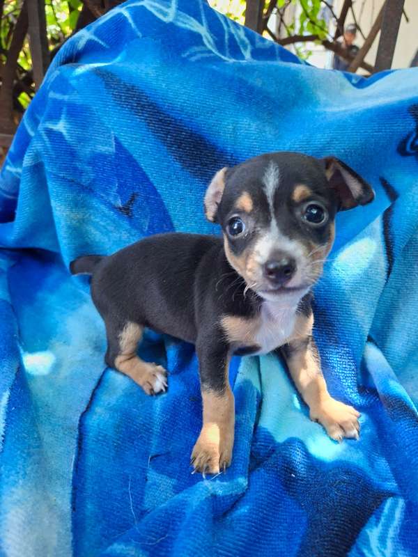 Chihuahuas too