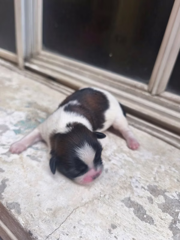 Shih tzu with reach record