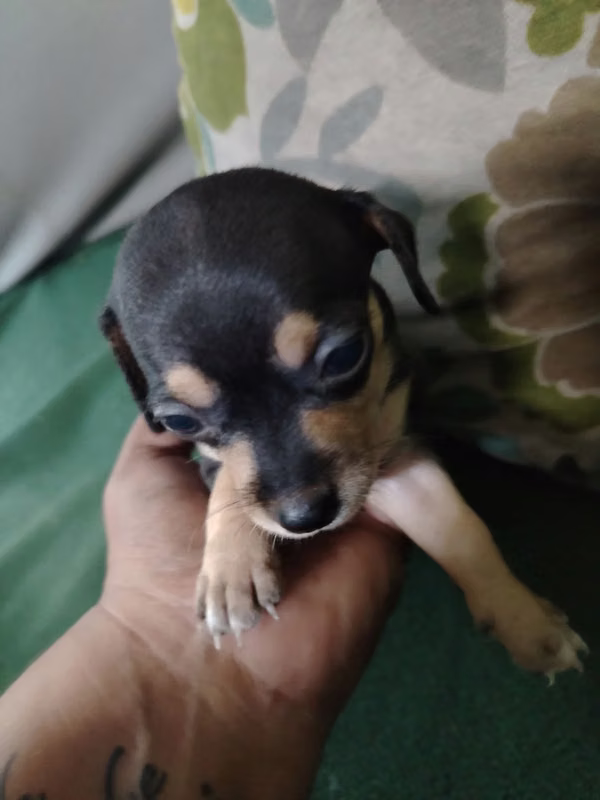 Chihuahua