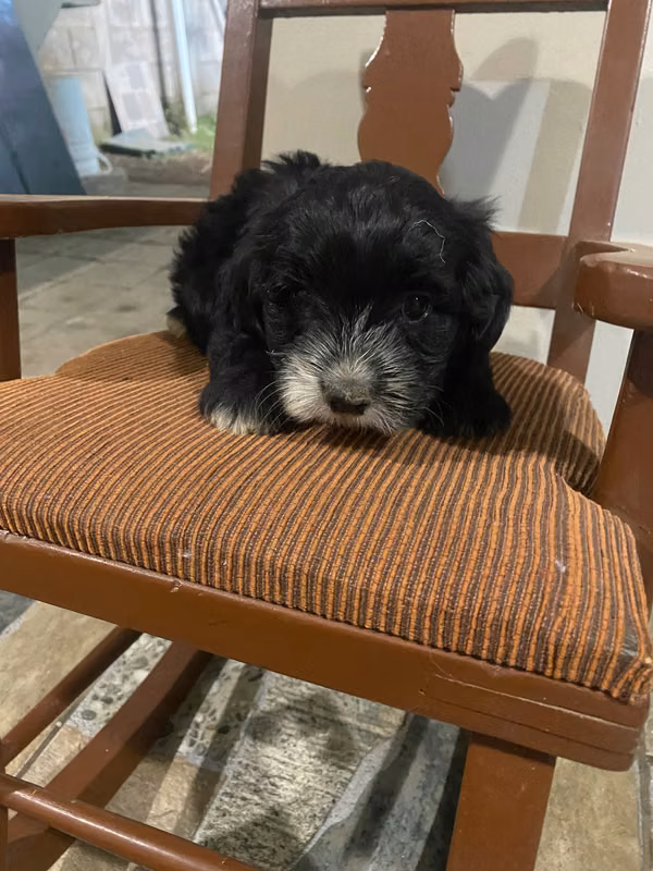 French poodle