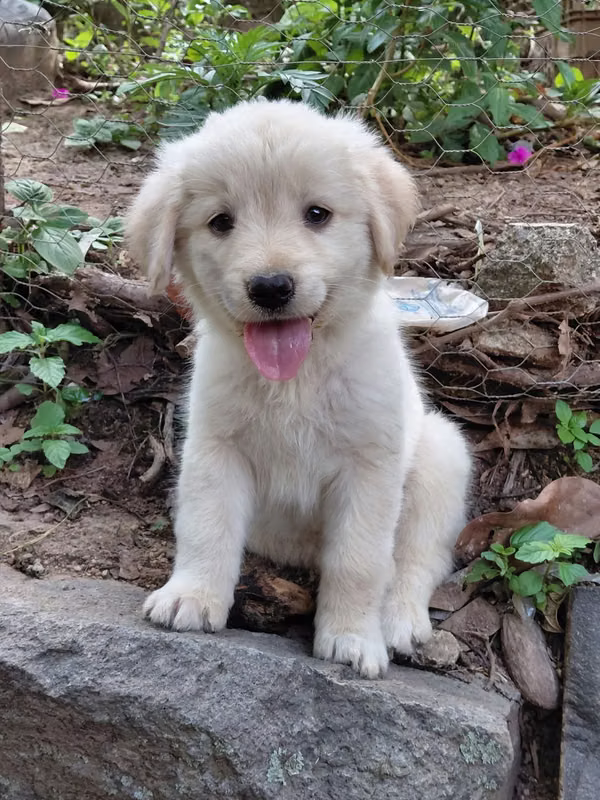 Golden female retriever