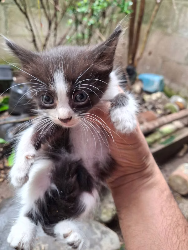 Se regalan lindos gatitos angora
