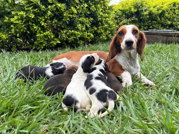 Piebald sausage
