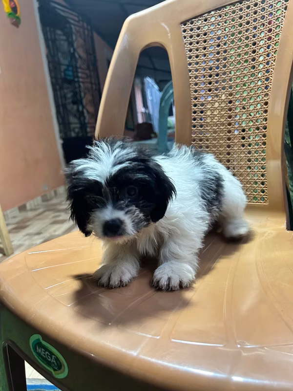 Shih Tzu mixtado