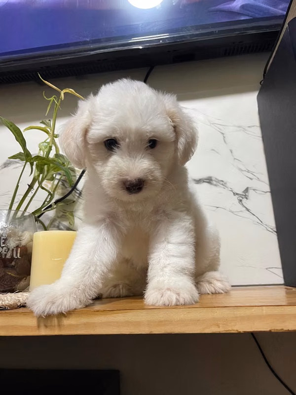 French mini male