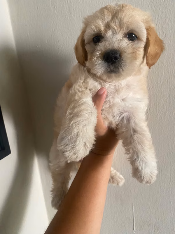 French poodle