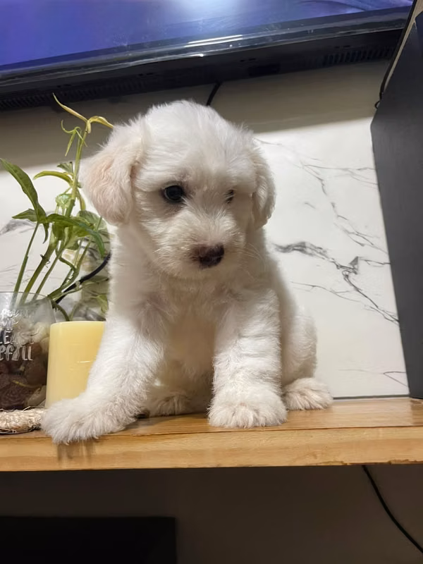 French poodle