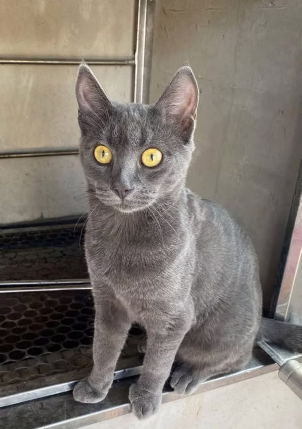 Russian Blue Cats