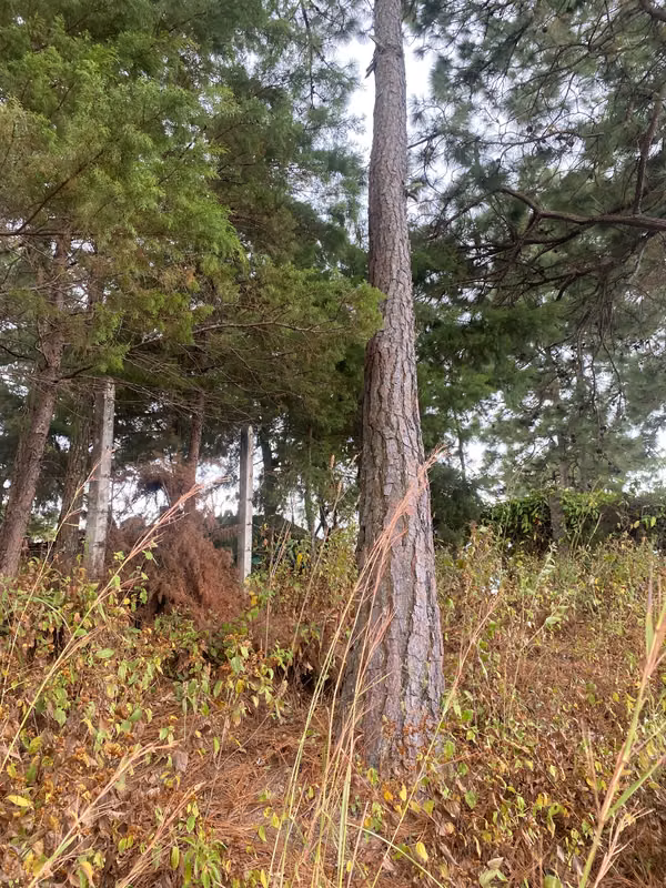 lot for sale fifth section of the centre of chalatenango, 200m2,