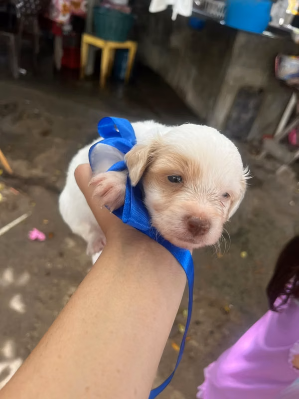 Nice puppy