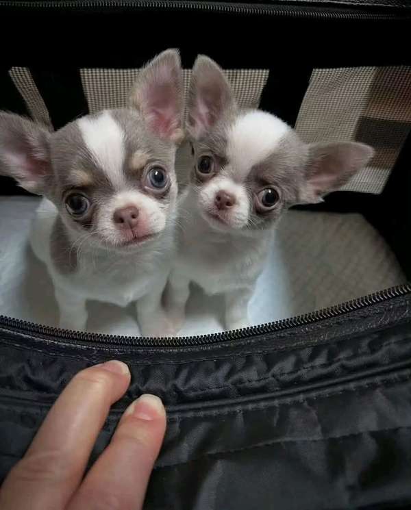 I'm selling this little ones 