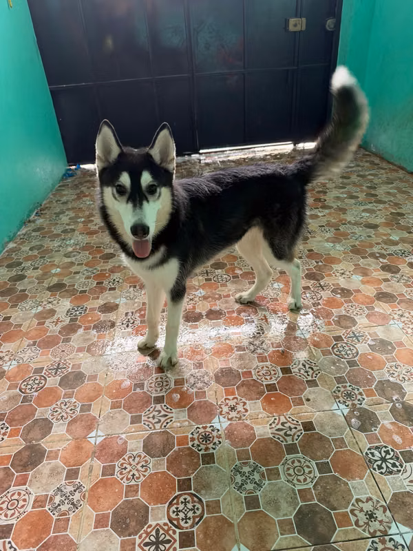 Husky Siveriano