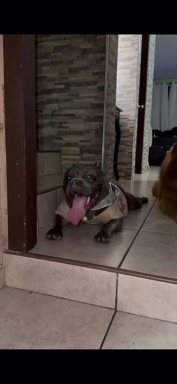 I'm an American bully pocket Dax line