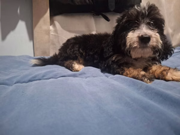 French poodle