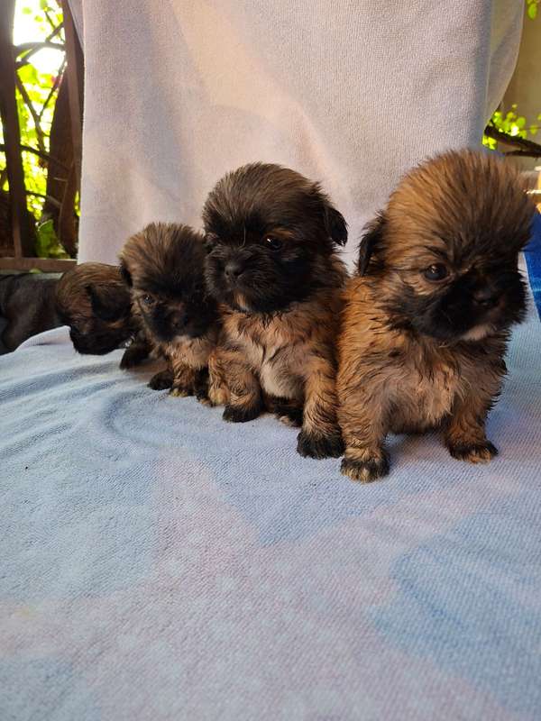 Shih tzu females