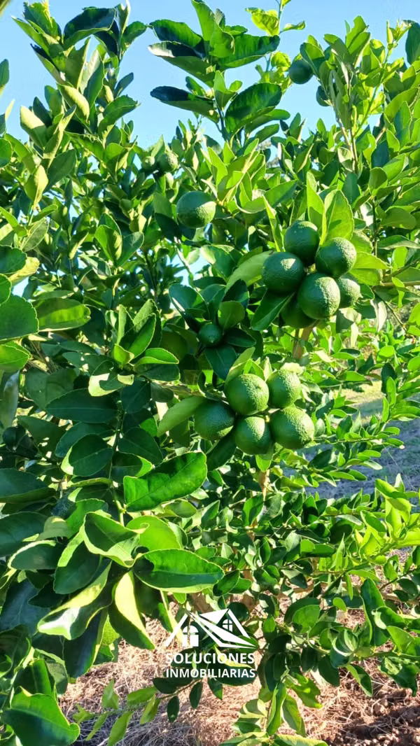 SE VENDE TERRENO EN CANTÓN EL ZARZAL, GUAYMANGO, AHUACHAPÁN.