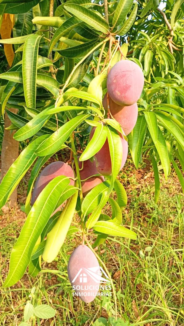 SE VENDE TERRENO EN CANTÓN EL ZARZAL, GUAYMANGO, AHUACHAPÁN.