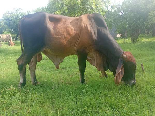 FOR SALE BEAUTIFUL BULL BEST / GRATE