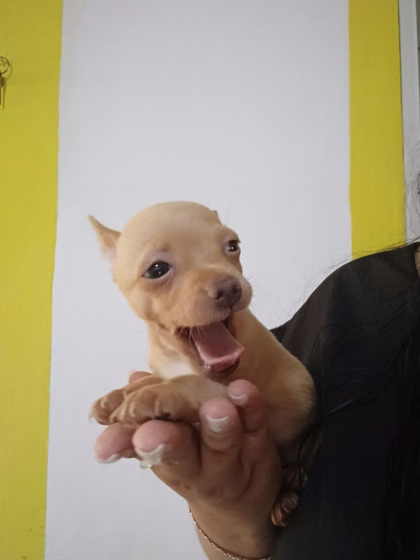 Mexican Chihuahua Pocket