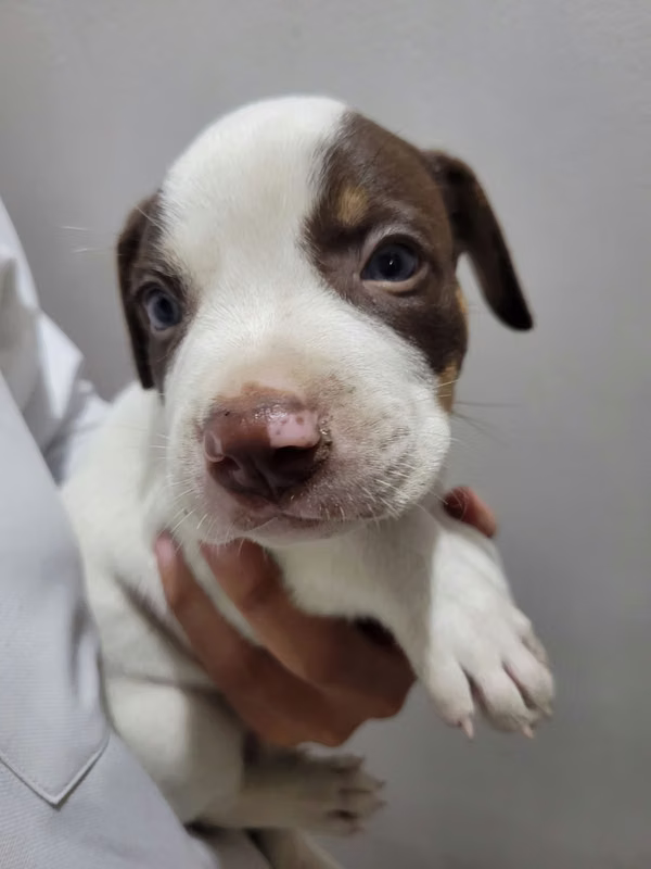 Pitbull terrier baron