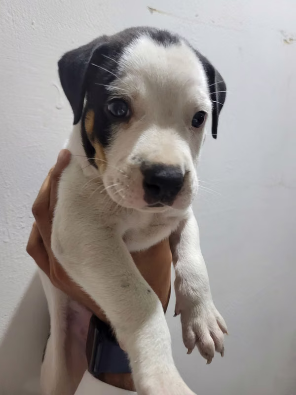 Pitbull female terrier