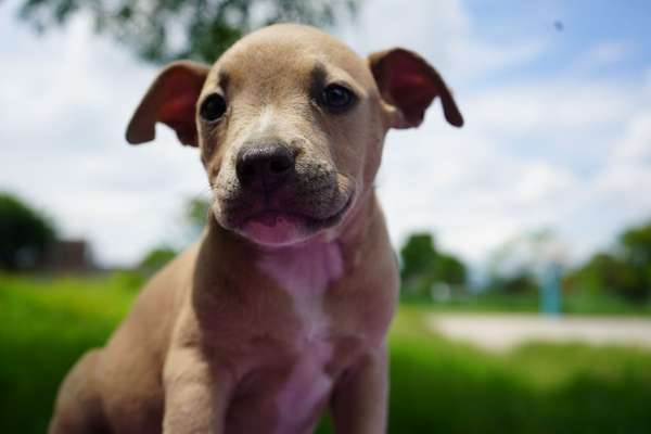 BULLYCANIN