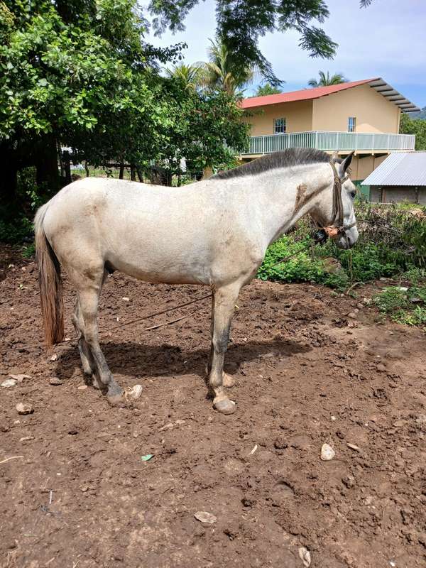 I sell Spanish horse with good walking