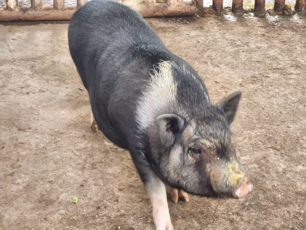 I SELL LITTLE PIG MINI