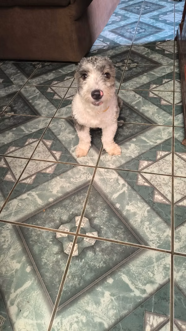A little dog